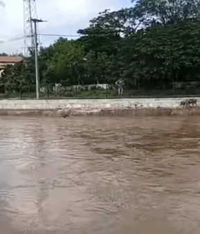 Porcos Arrastados pela Correnteza no Rio Contendas em Massapê: Verdade ou Drama?