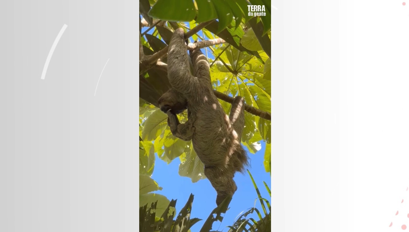 Preguiça resgatada com lesão na coluna dá lição de sobrevivência na natureza 