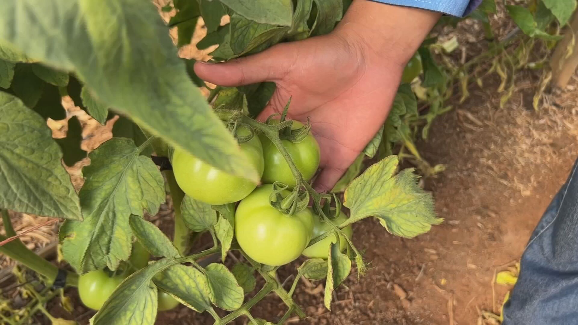 Safra de Tomate no Brasil: Produtores Colhem Frutos de Trabalho Intenso