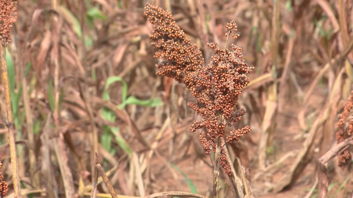 Sorgo: A Alternativa de Renda para Produtores de Soja no Noroeste Paulista