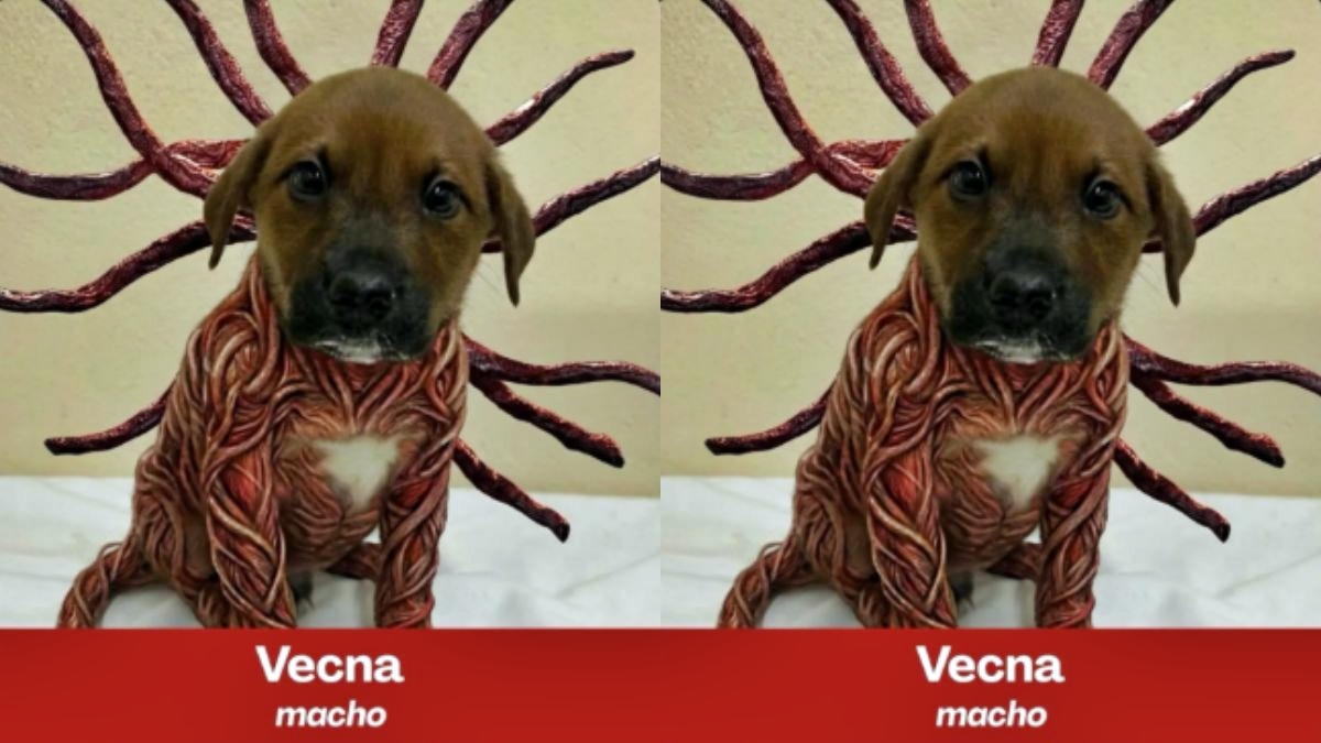 Stranger Dogs: filhotes viram personagens da série em busca de adoção
