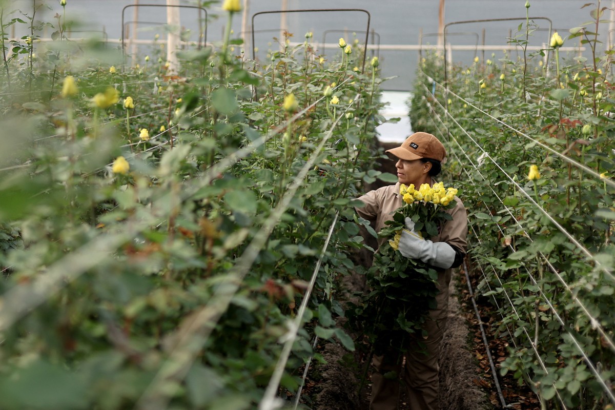 Tarifas ameaçam indústria de flores da Colômbia em meio à corrida do Dia dos Namorados nos