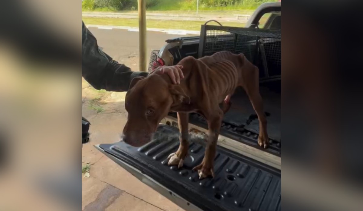 ‘Tem ração nessa casa?’: rapaz é preso após polícia encontrar cachorro desnutrido e com ca