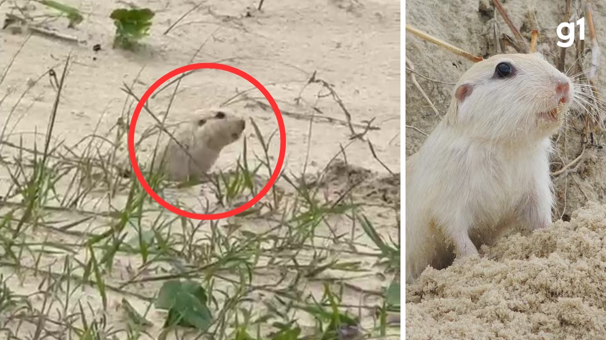 Tuco-tuco: roedor ameaçado de extinção é flagrado em meio a dunas no Litoral do RS; veja V