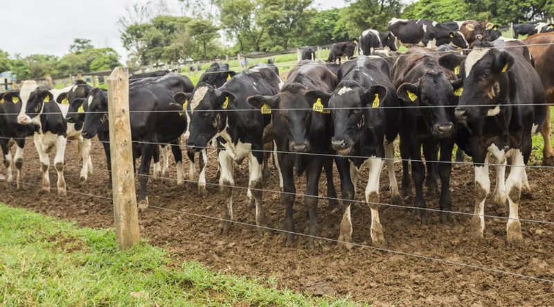 Uniã Europeia proíbe importação de carne brasileira devido a uso de antibióticos