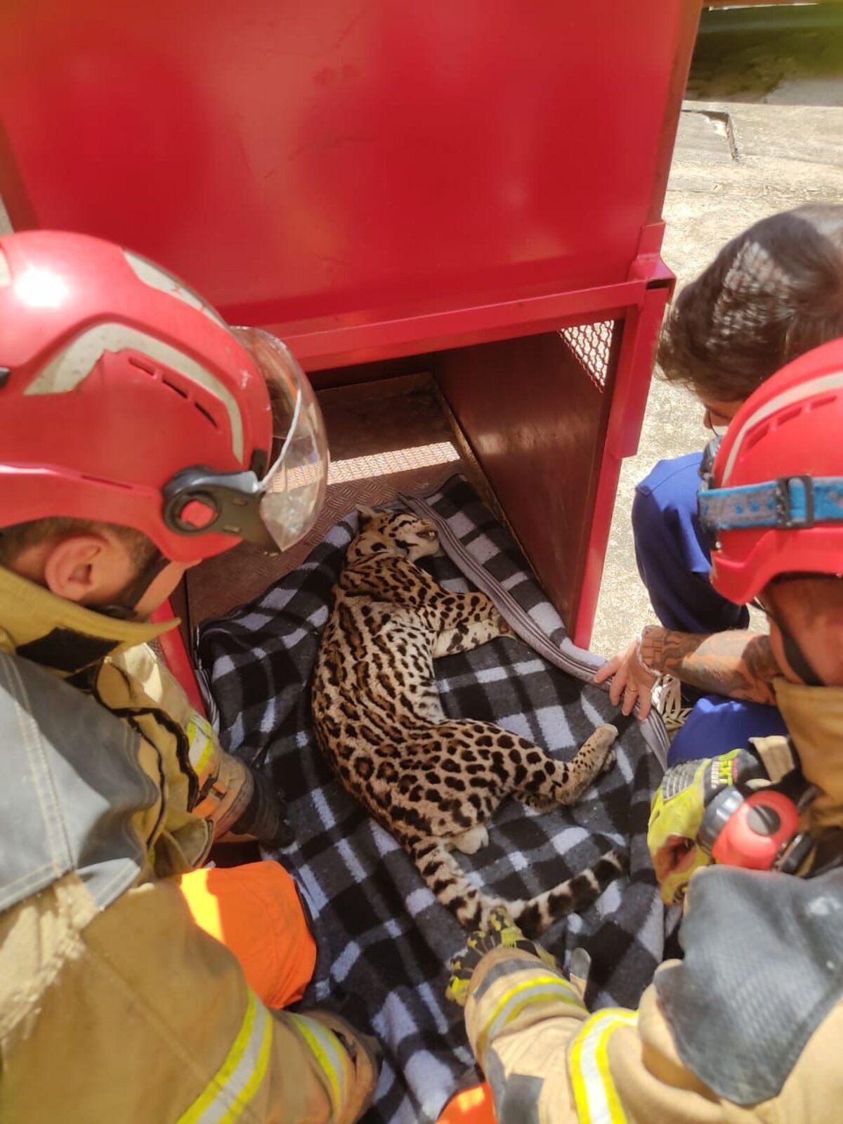 VÍDEO: Jaguatirica é capturada dentro de residência em Muriaé