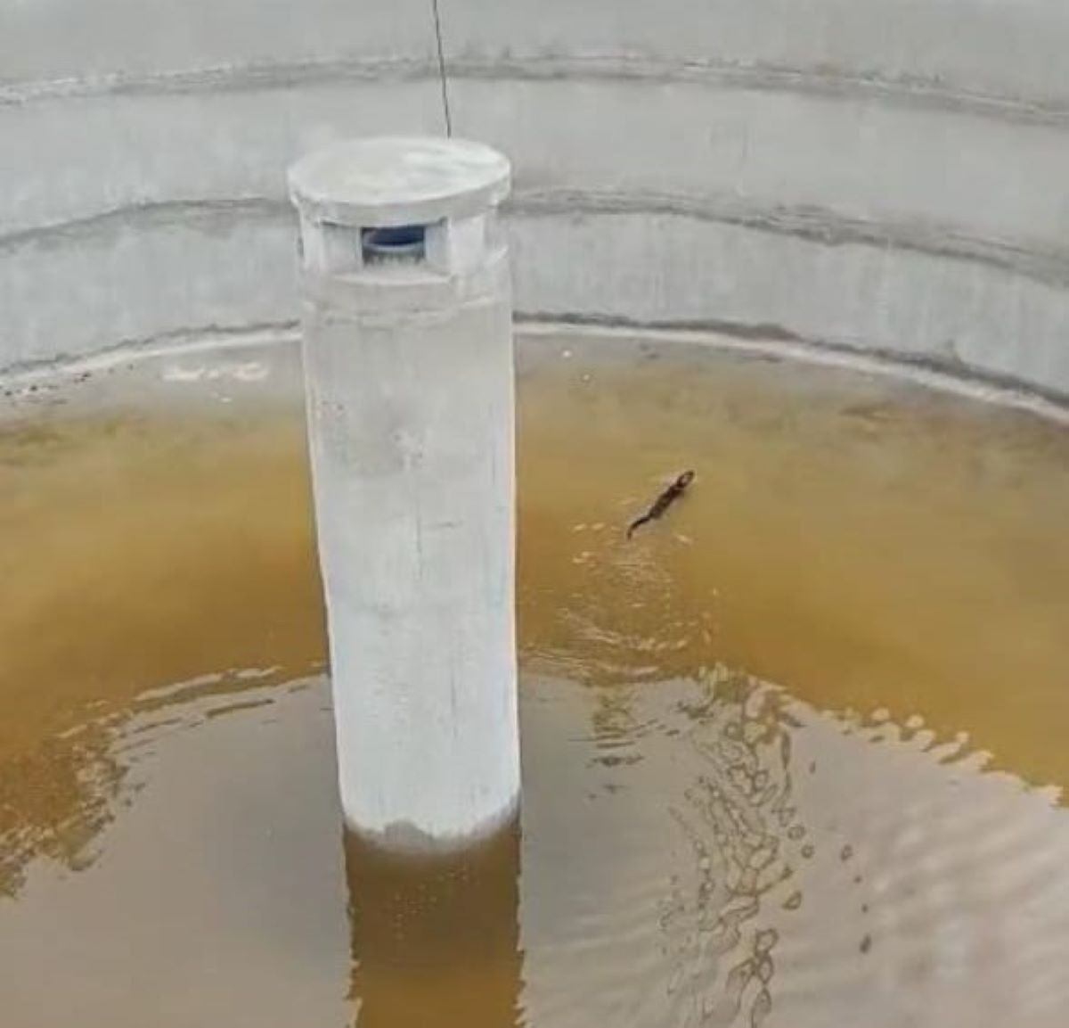 VÍDEO: Lontra nada em tanque profundo de estação de tratamento antes de ser resgatada em M