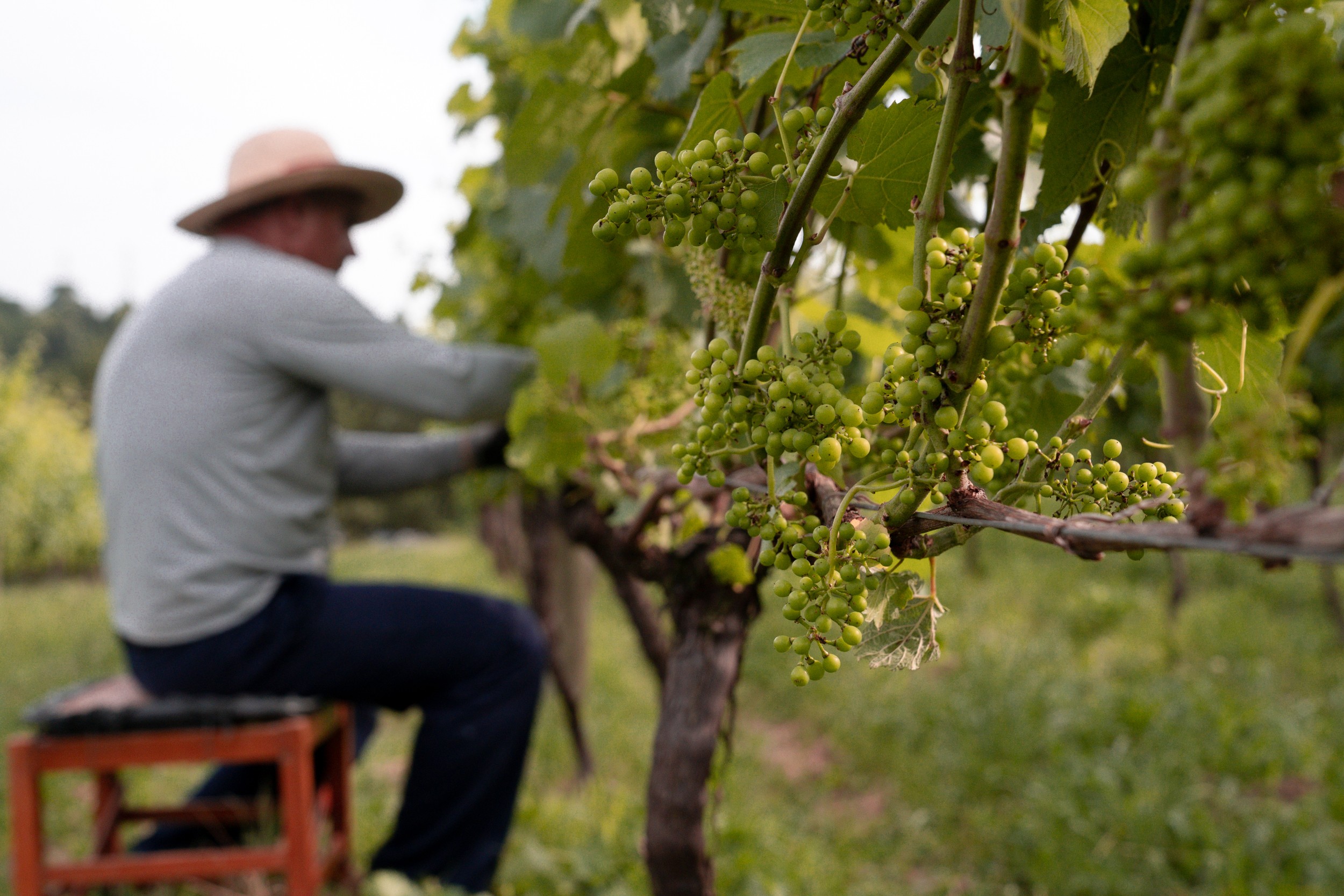 Viticultores Gaúchos Celebrem Retomada após Tragédias e Enchentes - Economia